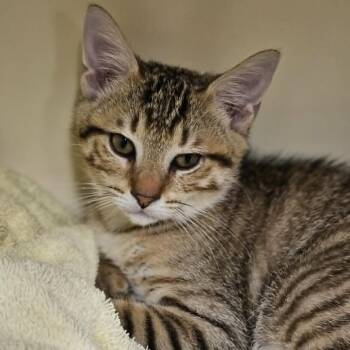 Keanu -  Domestic Short Hair Cat for Adoption in Las Cruces, New Mexico - Keanu | PetCurious
