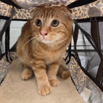 Tigger -  Domestic Short Hair Cat for Adoption in Chattanooga, Tennessee - Tigger | PetCurious