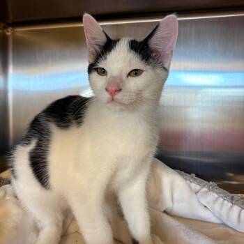 Gogurt -  Domestic Short Hair Cat for Adoption in Keizer, Oregon - Gogurt | PetCurious