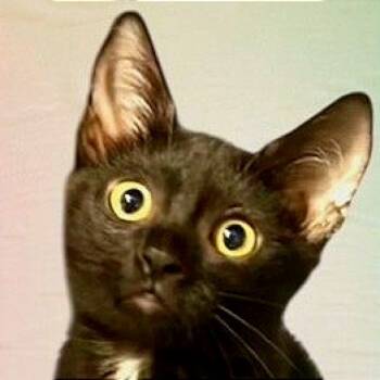 Rescue Domestic Short Hair Cats for Adoption in Boston, Massachusetts - Ba Ba | PetCurious