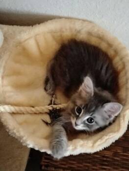 Earl Grey -  Domestic Long Hair Cat for Adoption in Topeka, Kansas - Earl Grey | PetCurious