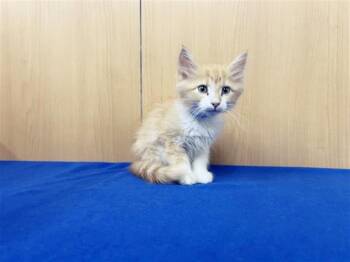 SLINKY -  Domestic Medium Hair Cat for Adoption in Brentwood, Missouri - SLINKY | PetCurious