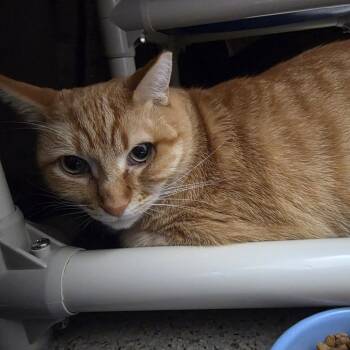 Bullwinkle -  Domestic Short Hair and Mixed Breed Cat for Adoption in Oshkosh, Wisconsin - Bullwinkle | PetCurious