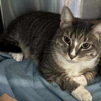 Muriel Bagge -  Domestic Short Hair Cat for Adoption in New York, New York - Muriel Bagge | PetCurious