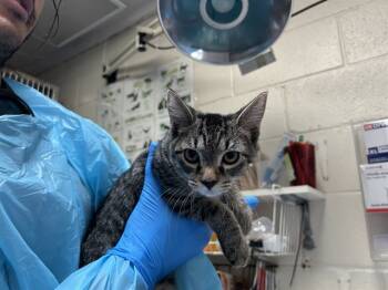 Rescue Domestic Short Hair Cats for Adoption in Raleigh, North Carolina - LEELOO | PetCurious