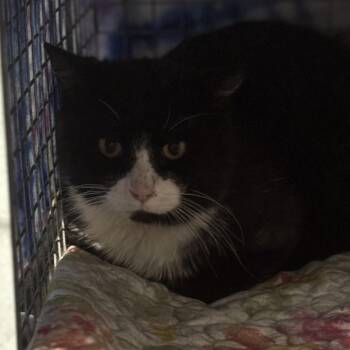 Domestic Medium Hair Cats Available for Adoption in Ben Avon, Pennsylvania - Doug | PetCurious