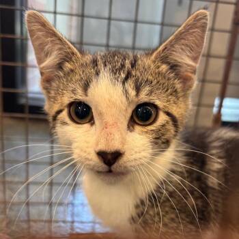 Sugarplum -  Domestic Short Hair Cat for Adoption in Allentown, Pennsylvania - Sugarplum | PetCurious