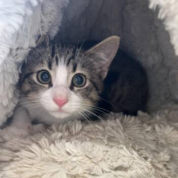 Sweetheart -  Domestic Short Hair Cat for Adoption in Leander, Texas - Sweetheart | PetCurious