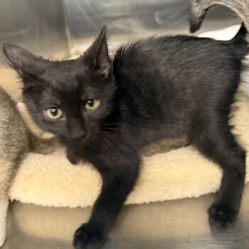 Queenie -  Domestic Short Hair Cat for Adoption in Spokane, Washington - Queenie | PetCurious
