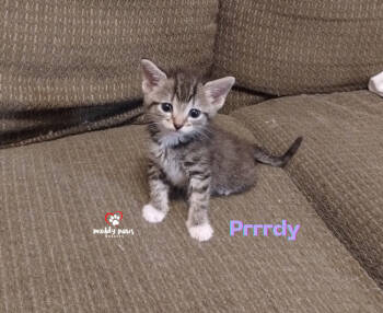 Rescue Domestic Short Hair Cats for Adoption in Council Bluffs, Iowa - Prrrdy | PetCurious