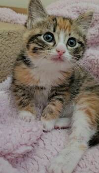 Domestic Short Hair Cats Available for Adoption - Honey | PetCurious