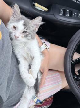 Mazzy Star -  Domestic Medium Hair Cat for Adoption in Hinckley, Illinois - Mazzy Star | PetCurious