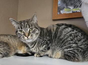 Domestic Short Hair Cats Available for Adoption in Brockport, New York - Lil Bits | PetCurious