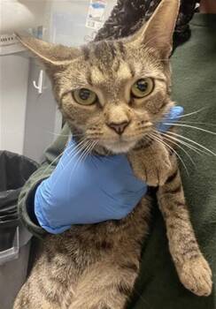 LAKAYA -  Domestic Short Hair Cat for Adoption in Tallahassee, Florida - LAKAYA | PetCurious
