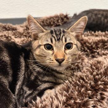 Robbie -  Domestic Short Hair Cat for Adoption in Chico, California - Robbie | PetCurious
