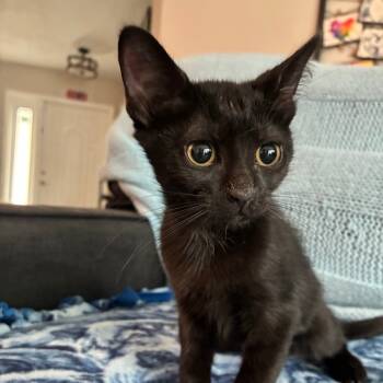 Rescue Domestic Short Hair Cats for Adoption in Fort Lauderdale, Florida - Snow | PetCurious