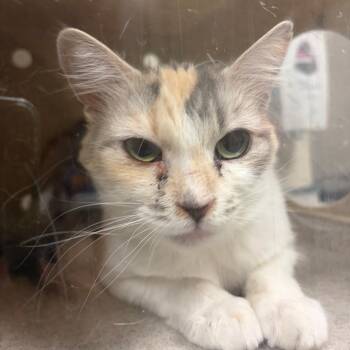 Sherbert -  Domestic Short Hair Cat for Adoption in Reno, Nevada - Sherbert | PetCurious