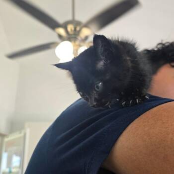 Domestic Short Hair Cats Available for Adoption in Chapel Hill, North Carolina - Voodoo | PetCurious