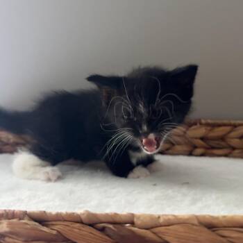Pistachio -  Domestic Short Hair Cat for Adoption in Mankato, Minnesota - Pistachio | PetCurious