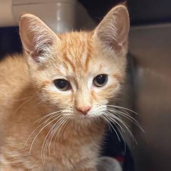 Blinky -  Domestic Short Hair Cat for Adoption in Providence, Rhode Island - Blinky | PetCurious