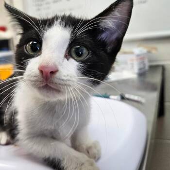 Mabel -  Domestic Short Hair Cat for Adoption in Corpus Christi, Texas - Mabel | PetCurious