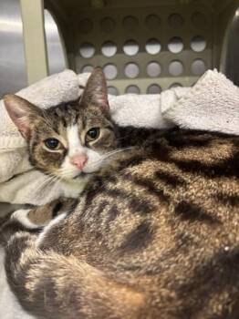 Merlin (E62) -  Domestic Short Hair Cat for Adoption in Lafayette, Indiana - Merlin (E62) | PetCurious