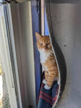 Rescue Domestic Short Hair Cats for Adoption in Cleburne, Texas - Ron - Considering Safe Indoor/outdoor Placement | PetCurious