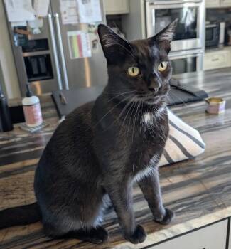 Stitch Miner -  Domestic Short Hair Cat for Adoption in Cincinnati, Ohio - Stitch Miner | PetCurious