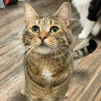 Rescue Domestic Short Hair Cats for Adoption in Warwick, Rhode Island - Wanda | PetCurious