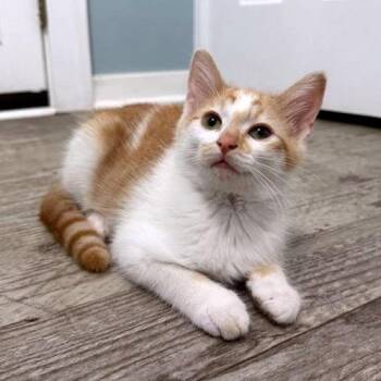 Sidd C11212 -  Domestic Short Hair Cat for Adoption - Sidd C11212 | PetCurious