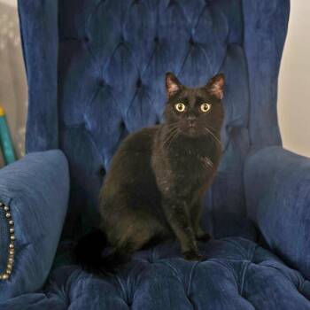 Balsamic -  Domestic Short Hair Cat for Adoption in Layton, Utah - Balsamic | PetCurious