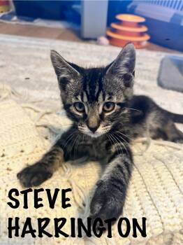 Steve Harrington -  Domestic Short Hair Cat Available for Adoption in Collierville, Tennessee - Steve Harrington | PetCurious