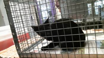 A2098244 -  Domestic Short Hair Cat for Adoption in Houston, Texas - A2098244 | PetCurious