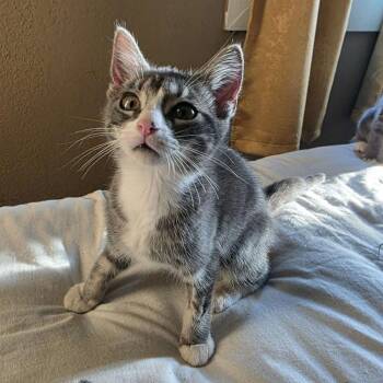 Domestic Short Hair Cats Available for Adoption in Candler, North Carolina - Zio | PetCurious