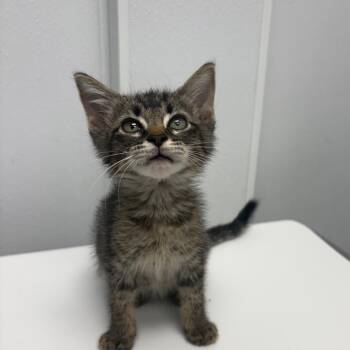 Ester -  Domestic Short Hair Cat for Adoption in Abilene, Texas - Ester | PetCurious