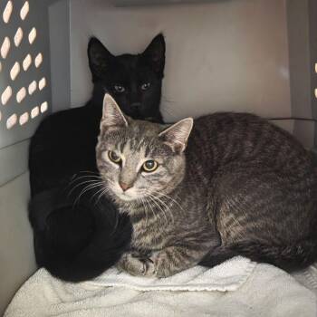 Kit -  Domestic Short Hair Cat for Adoption in Fairport, New York - Kit | PetCurious