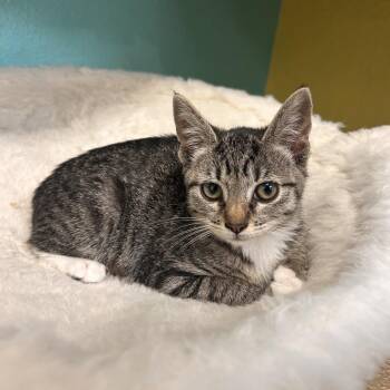 Evie -  Domestic Short Hair Cat for Adoption in Fresno, California - Evie | PetCurious