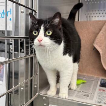Domestic Short Hair Cats Available for Adoption in Pittsburgh, Pennsylvania - Pepper | PetCurious