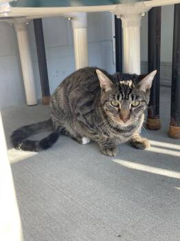 Rescue Domestic Short Hair Cats for Adoption in New Philadelphia, Ohio - Lyle | PetCurious