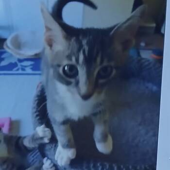 Rescue Domestic Short Hair Cats for Adoption in Port Charlotte, Florida - Jackson | PetCurious