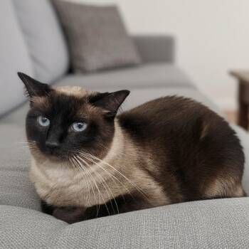 Champagne Wishes AKA Co Co 4160 -  Siamese and Domestic Short Hair Cat for Adoption in Dallas, Texas - Champagne Wishes AKA Co Co 4160 | PetCurious
