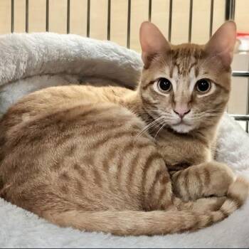 Domestic Short Hair and Tabby Cats Available for Adoption - Bob | PetCurious