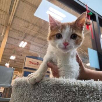 Pacquiao -  Domestic Short Hair Cat for Adoption in Las Vegas, Nevada - Pacquiao | PetCurious