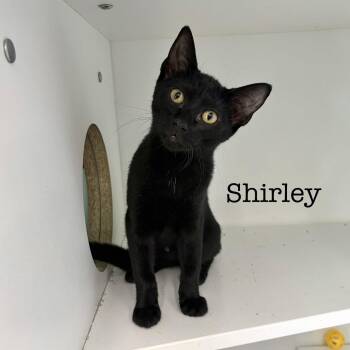 Shirley -  Domestic Short Hair Cat for Adoption in Hazlet, New Jersey - Shirley | PetCurious
