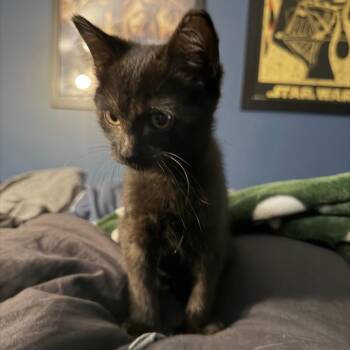 Zoe -  Domestic Short Hair Cat for Adoption in Brighton, Missouri - Zoe | PetCurious