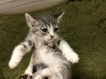 LEIA -  Domestic Short Hair Cat for Adoption in Riverside, California - LEIA | PetCurious