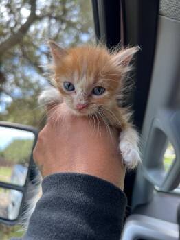Peter -  Domestic Short Hair Cat for Adoption in Rockport, Texas - Peter | PetCurious