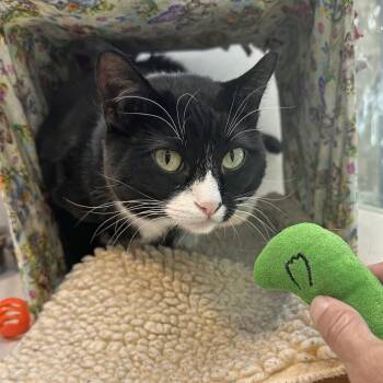 Maria -  Domestic Short Hair Cat for Adoption in Hailey, Idaho - Maria | PetCurious