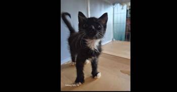 Lungs -  Domestic Medium Hair Cat for Adoption in Ruskin, Florida - Lungs | PetCurious