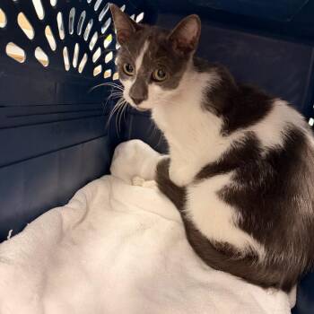 Rascal -  Domestic Short Hair Cat for Adoption in Philadelphia, Pennsylvania - Rascal | PetCurious